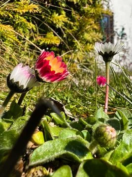 First flowers of spring in the garden 스톡 사진