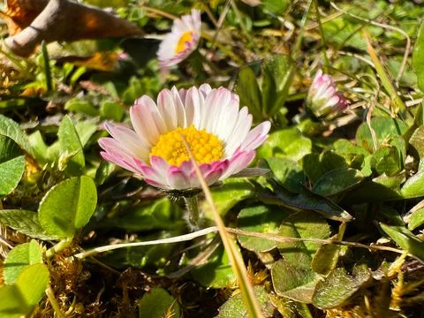 First flowers of spring in the garden Stock Photos