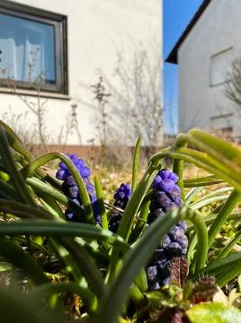 First flowers of spring in the garden Stock Photos