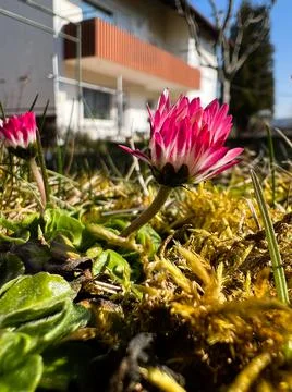First flowers of spring in the garden Stock Photos
