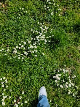 First flowers of the spring. Green grass, white flowers chamomile Stock Photos