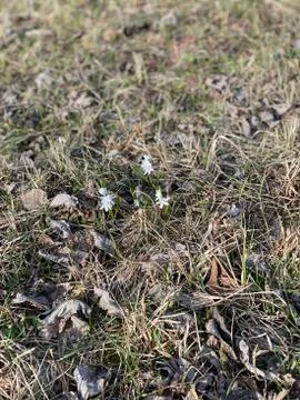 First flowers, spring, macro Stock Photos