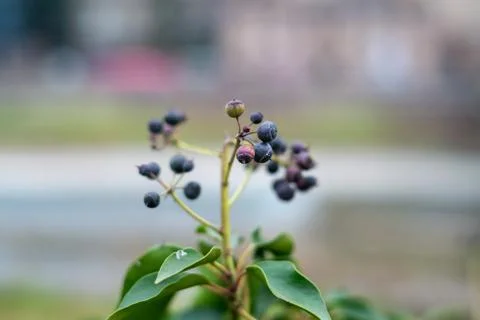 First flowers in spring Stock Photos