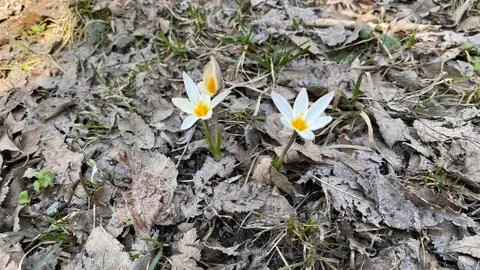 First Flowers in Spring Stock Photos
