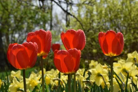 The first flowers in spring Stock Photos