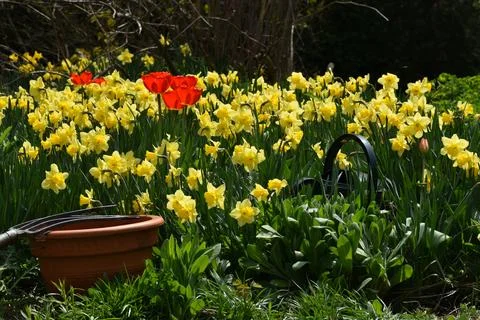 The first flowers in spring Stock Photos