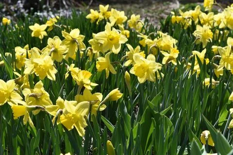 The first flowers in spring Stock Photos