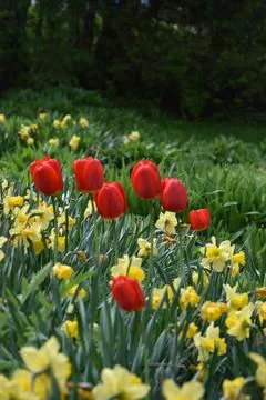The first flowers of spring Stock Photos