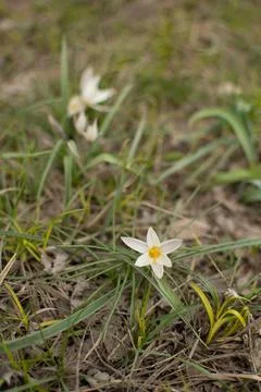 First flowers of spring snowdrop bloom Stock Photos