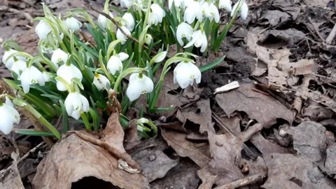 The first flowers of spring - snowdrops. Vidéo 172554373