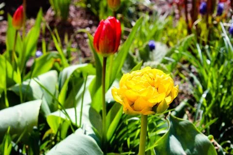 The first flowers in spring. Spring flowers. Multicolored blooming tulips Stock Photos