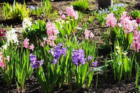 The first flowers in spring. Spring flowers. Multicolored blooming crocus Stock Photos