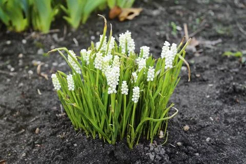 The first flowers in spring. Spring flowers. White blooming crocus 스톡 사진
