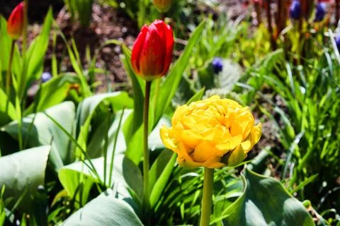 The first flowers in spring. Spring flowers. Multicolored blooming tulips Stock Photos