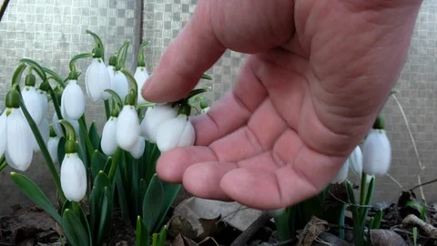 First flowers in springtime. Closeup of white spring snowflake in the forest. Ea Stock Footage 104034515