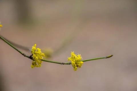 The first flowers on trees in spring Stock Photos