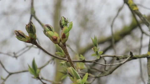 The first foliage on the branches. Small leaves on branches. Stock Footage 184049593
