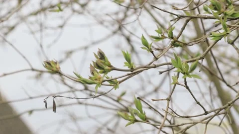 The first foliage on the branches. Small leaves on branches. Stock Footage 184049598