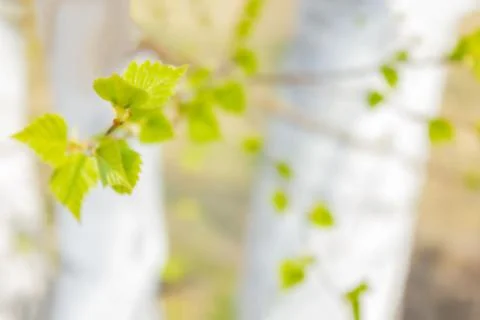 The first foliage on the tree. Stock Photos