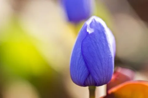 First forest flowers Stock Photos
