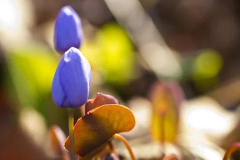 First forest flowers Stock Photos