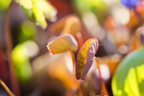 First forest flowers Stock Photos