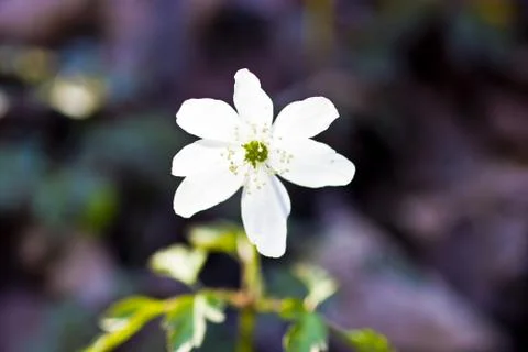 First forest flowers Stock Photos
