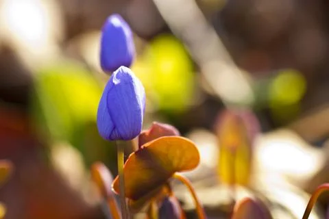 First forest flowers Stock Photos