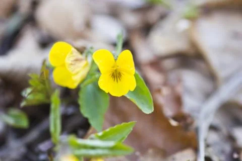 First forest flowers Stock Photos