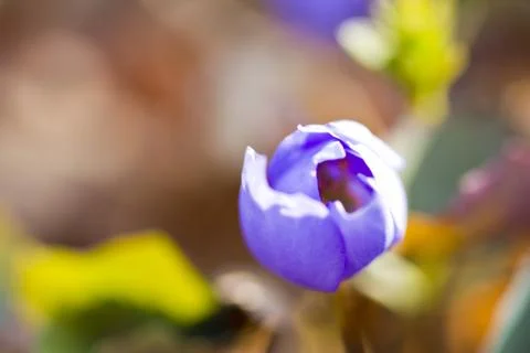 First forest flowers Stock Photos