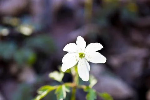 First forest flowers Stock Photos