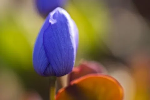 First forest flowers Stock Photos