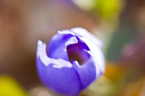 First forest flowers Stock Photos