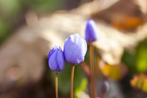 First forest flowers Stock Photos