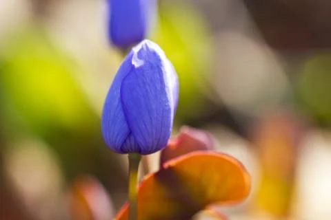 First forest flowers Stock Photos