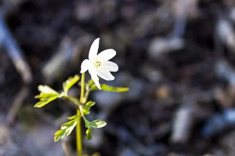 First forest flowers Stock Photos
