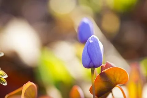 First forest flowers Stock Photos