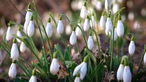 The first forest snowdrops sway in the wind. Stock Footage 116331536