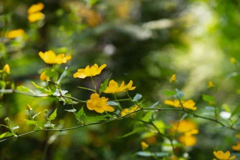 First forest spring flowers blurred background Stock Photos