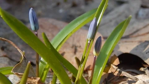 The first forest spring flowers of snowdrops close-up Stock Footage 73971669