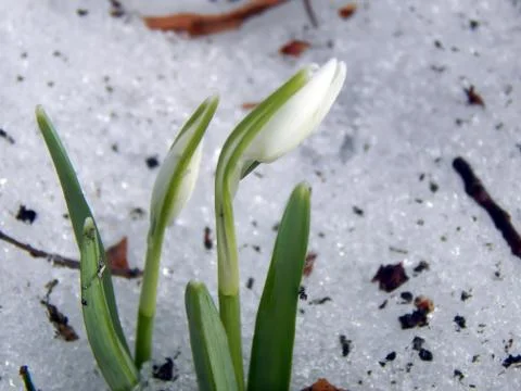 The first forest spring flowers of snowdrops close-up Stock Photos