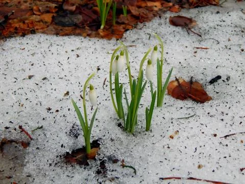 The first forest spring flowers of snowdrops close-up Stock Photos