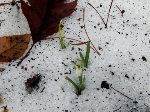 The first forest spring flowers of snowdrops close-up Stock Photos