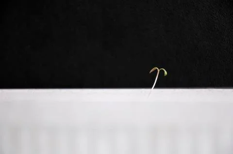 First fragile spring sprout Stock Photos