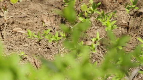 First Fresh Leaves In Springtime When Nature Is Reborn Stock Footage 57801849