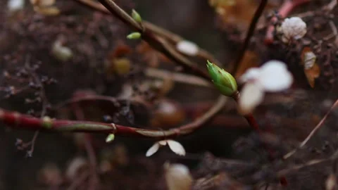 First fresh spring nature 4k 25fps video Stock-Footage 266824868