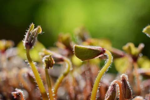 First fresh spring vegetation growing - new life Stock Photos