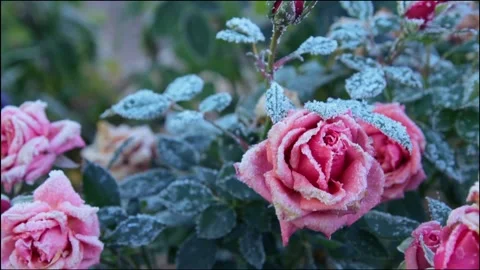 First frost in the garden 스톡 동영상 167347653