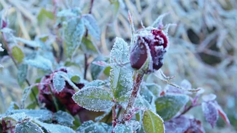 First frost in the garden Video stock 167347655