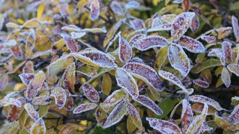 First frost in the garden Video stock 167347662